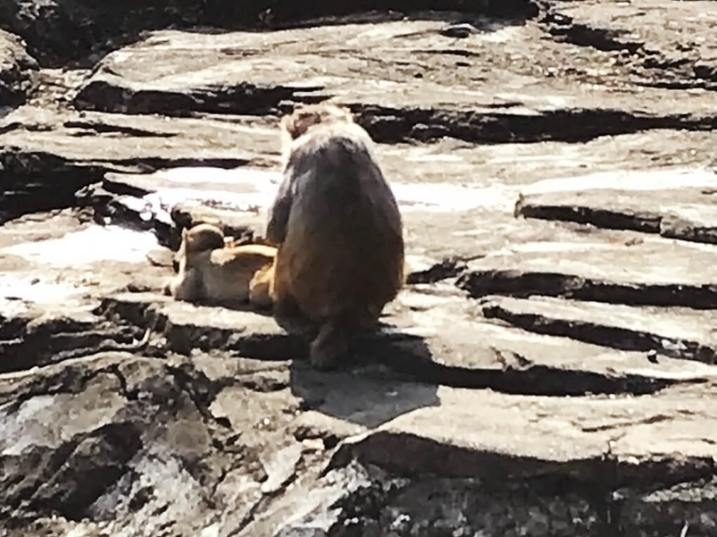 午後からも「東武動物公園」を満喫します。