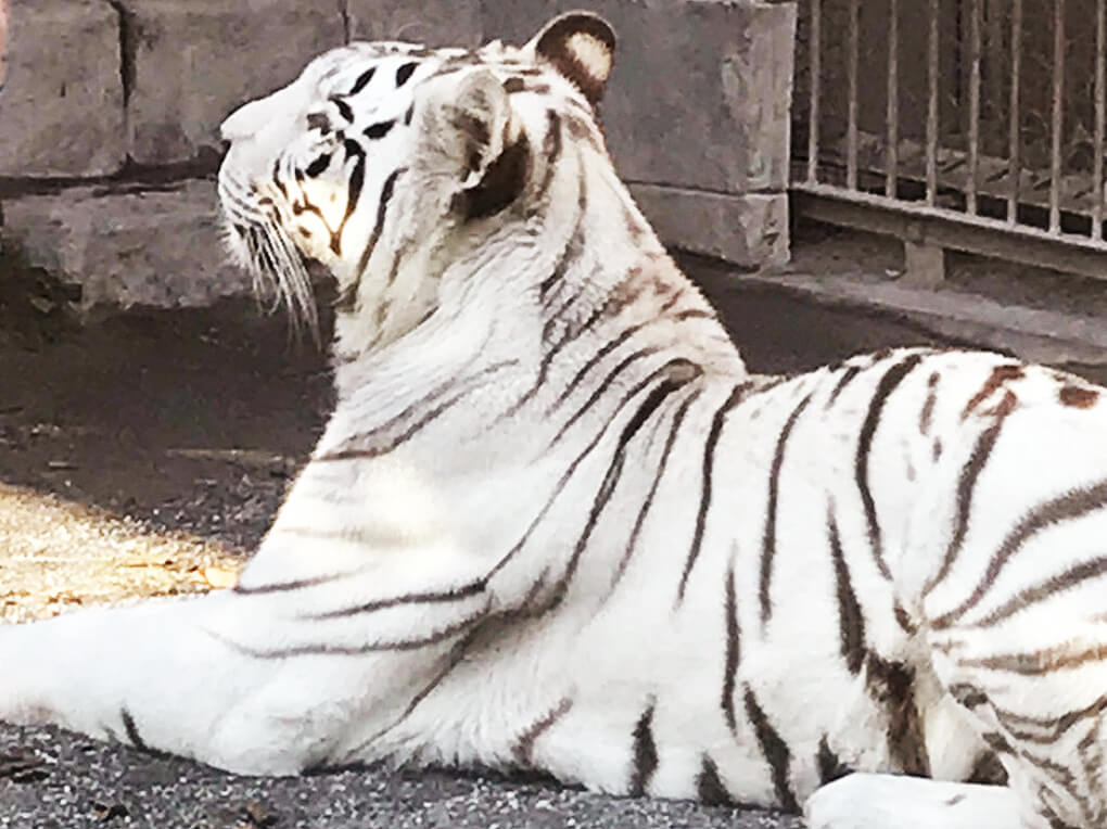 動物とおやつ、楽しい時間は続きます。