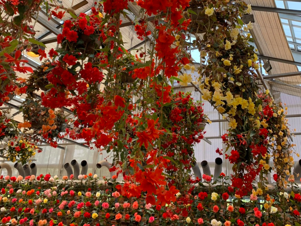 長島「なばなの里」