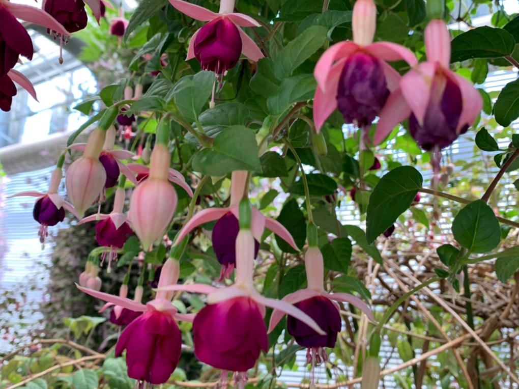 長島「なばなの里」