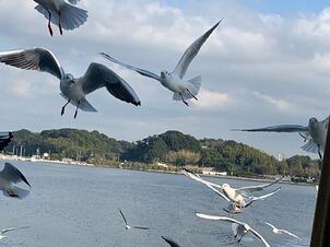 遊覧船_カモメ餌やり_10
